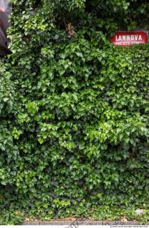 wall overgrown ivy 0008